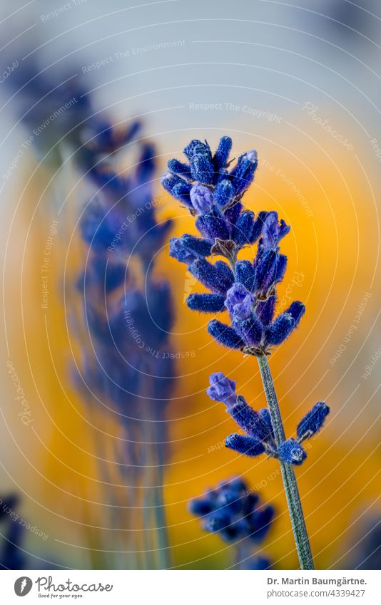 Lavandula angustifolia, echter Lavendel, echter Lavendel, vor gelbem Hintergrund Pflanze Blume Blüte Blütenstand blühend gelber Hintergrund duftend blau