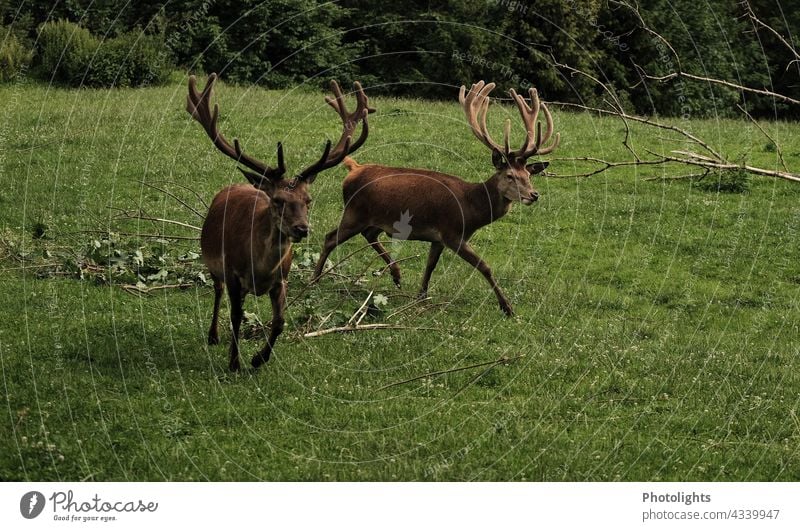 Rothirsche laufen über eine Wiese braun Tier aufmerksam Schonzeit Rotwild Wald Wild Hirsch Außenaufnahme Blick Wildtier beobachten wandern Tierporträt Natur