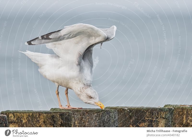 Möwe reckt und streckt sich Silbermöwe Larus argentatus Vogel Tier Ostsee Kopf Schnabel Auge Flügel Federn Gefieder Beine recken strecken Buhnen Tierporträt