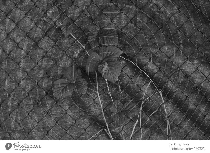 Anthropozän, Pflanze wächst an einem Zaun aus Maschendraht und mit Sichtschutz, Umwelt, Natur und menschliche Einflüsse