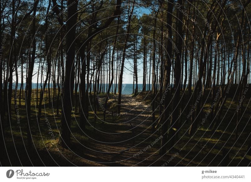 Wald am Meer Strand Horizont Ostsee Küste Ferien & Urlaub & Reisen Natur Landschaft Pfad wanderweg Bäume Landschaft - Natur blau Farbfoto