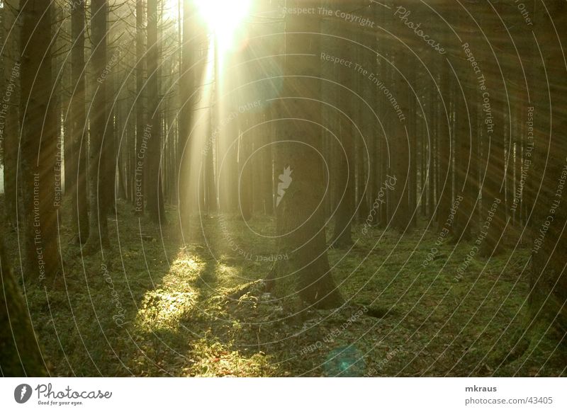 Zauberwald Wald Nebel diffus mystisch Beleuchtung