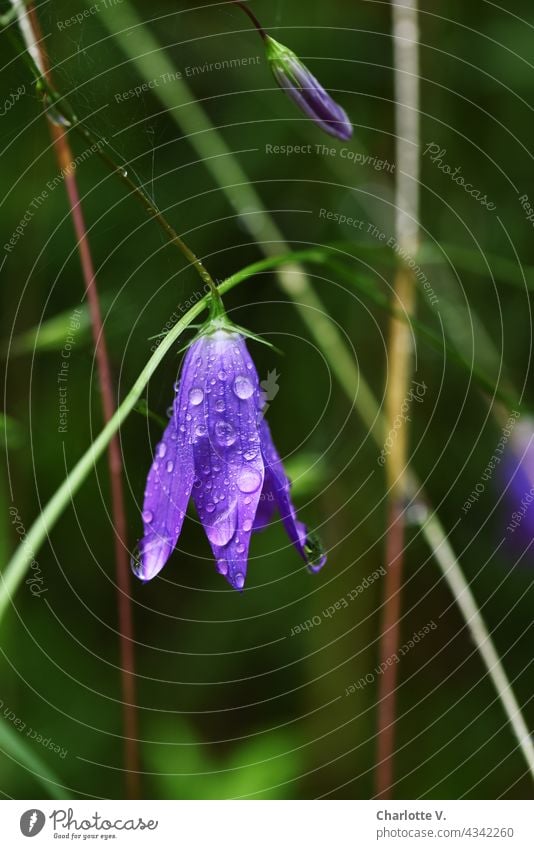 Glockenblume nach dem Regen blaue Blüte Blütenglocke Pflanze Natur Sommer Nahaufnahme Außenaufnahme Farbfoto Blühend grün Tag schön violett Regentropfen Tropfen