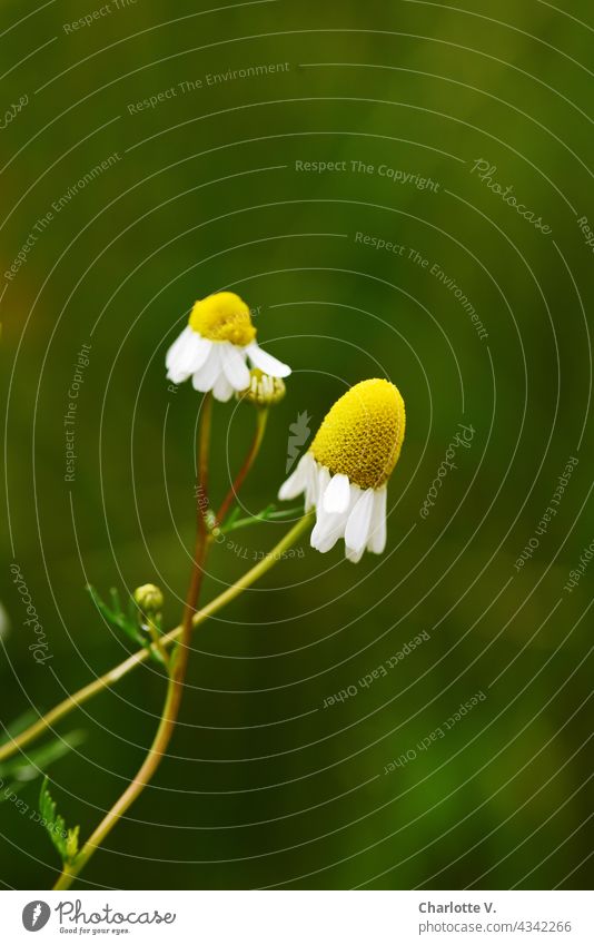 Kamille Kamillenblüten Pflanze Natur Blume Blüte Sommer Tag Außenaufnahme Farbfoto Blühend Menschenleer gelb grün weiß Duft Heilpflanzen Schwache Tiefenschärfe