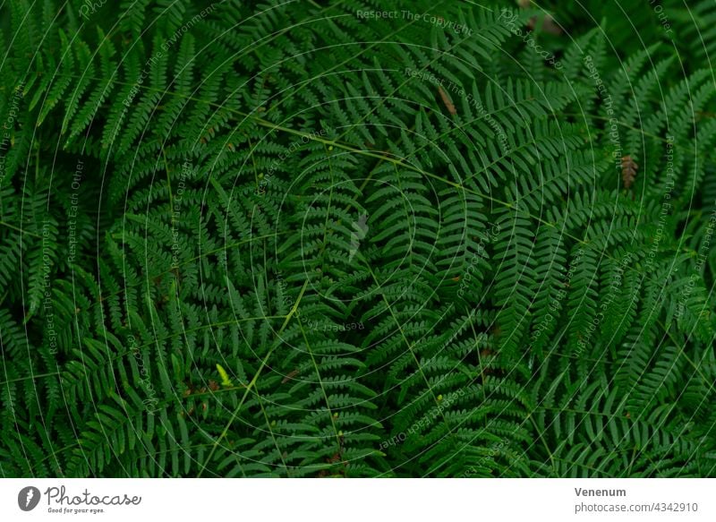 Grüner Farn im Sommer im Wald Wurmfarn Natur Pflanze Pflanzen Farnarten Farnblatt Blatt Blätter Wildpflanzenfarne grün Deutschland Adlerfarn Südliches Farnkraut