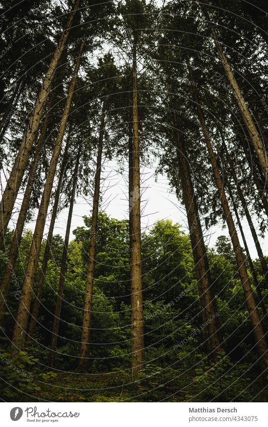 Bäume in den Himmel Baum Wald waldgebiet Waldlichtung Höhe Froschperspektive Baumstamm Baumstämmme