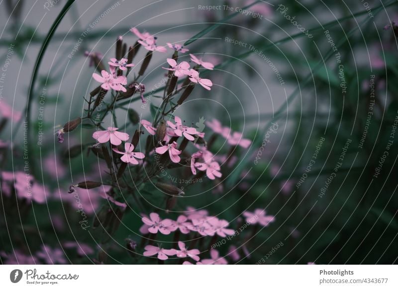 Zarte rosa Wildblumen am Wegesrand zart Blumen Pflanzen Blüten Natur natürlich Frühling Unschärfe unscharf blühend Farbfoto Nahaufnahme Schwache Tiefenschärfe