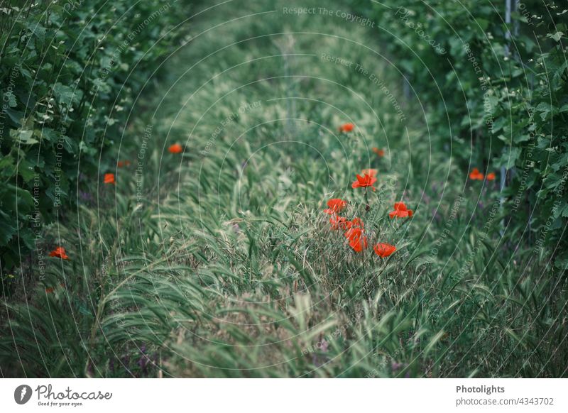 Getreide und roter Mohn zwischen Weinreben grün Feld Landwirtschaft Ackerbau Natur natürlich Außenaufnahme Sommer Pflanze Nutzpflanze Kornfeld Getreidefeld