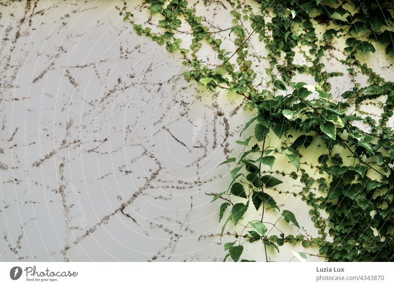 Selbstkletternde Jungfernrebe, wilder Wein an einer alten Hauswand. Grüne Triebe und Reste alter Haftscheiben teilen sich das Bild. Schlingpflanze Natur