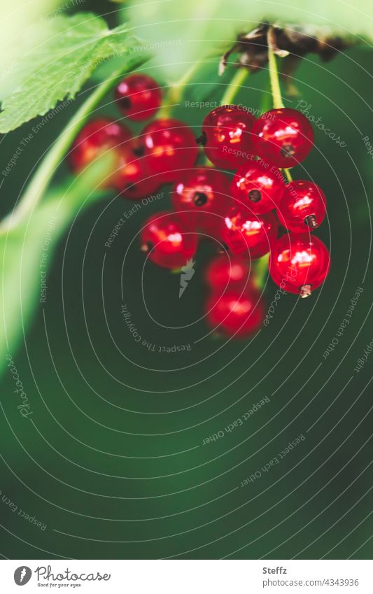 Rote Johannisbeeren frisch und erntereif Beeren Beerenstrauch Früchte Obst Sommerfrüchte Johannisbeerstrauch Gartenfrüchte Gartenobst Ribes Beerenobst