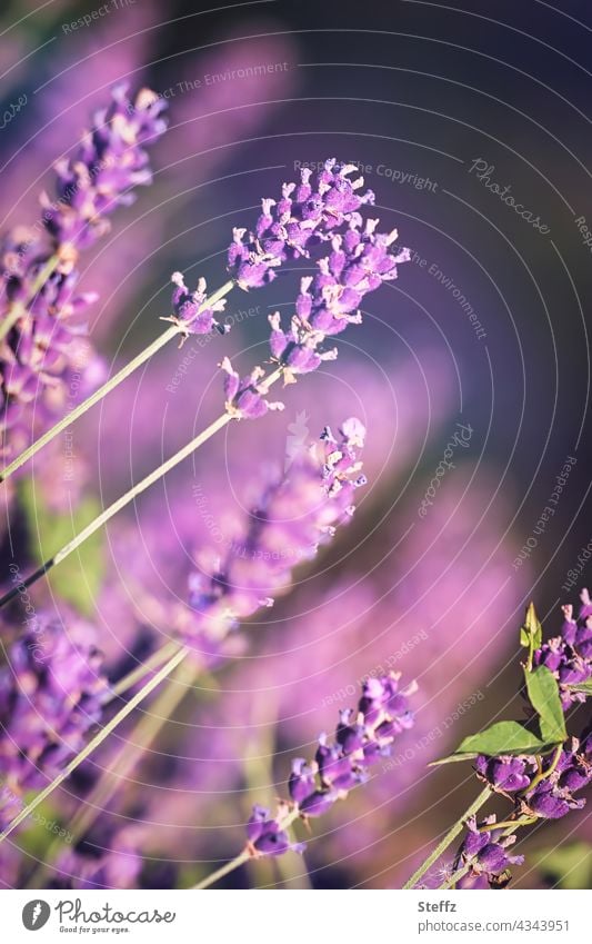 blühender Lavendel Lavendelblüten Gartenlavendel Lavandula Lavandula angustifolia Lavendelduft Blumenduft lila violett Gartenblumen Blütezeit Sommerblumen