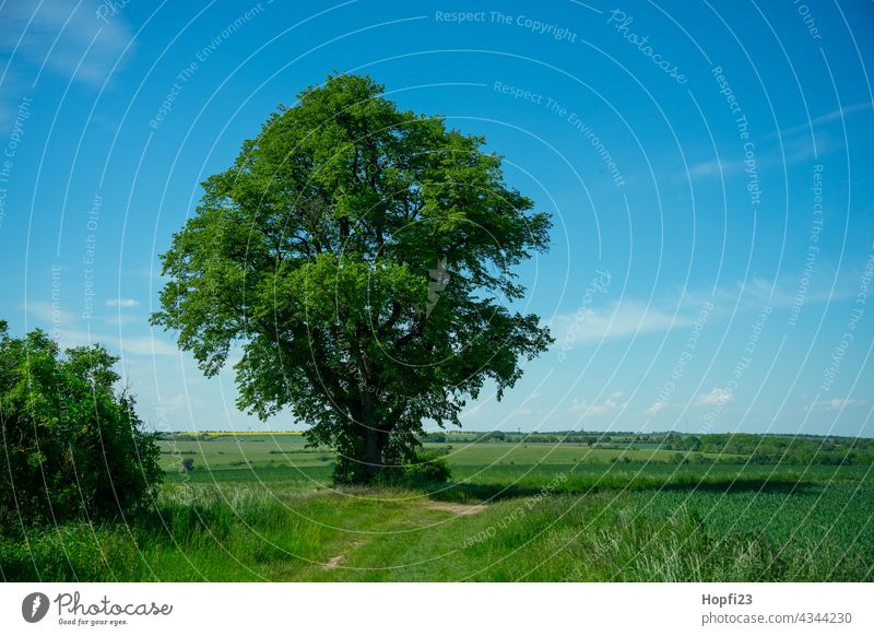 Landschaft im Sommer Natur Nahaufnahme ländlich Feld Ackerboden acre Himmel Baum Außenaufnahme blau Menschenleer Tag Farbfoto Sonnenlicht Wetter Kontrast