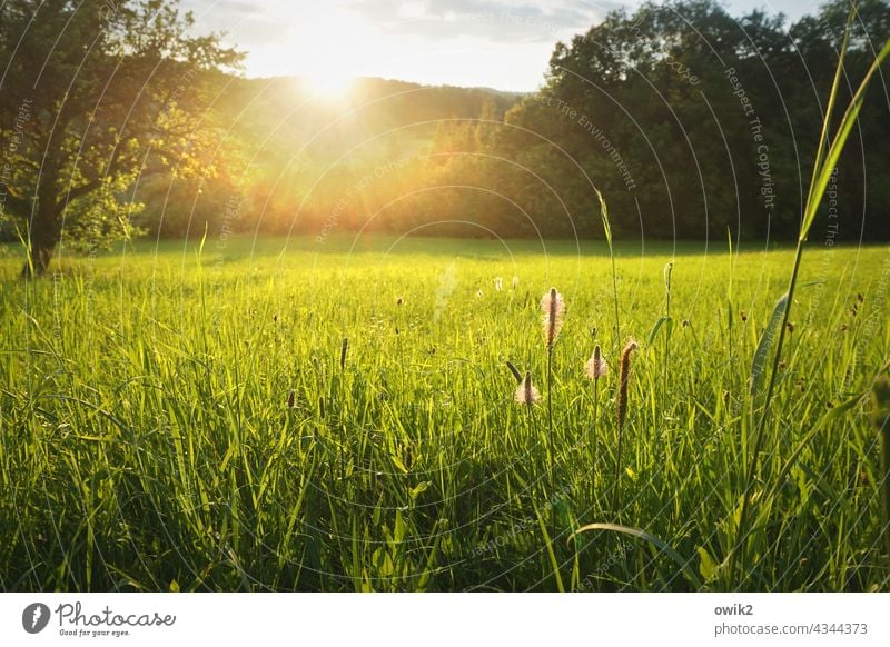 Spielplatz Wiese Landschaft Gegenlicht duftend Hoffnung natürlich rein Idylle Leichtigkeit blühen Wachstum Farbfoto Schönes Wetter hell leuchtend Abend