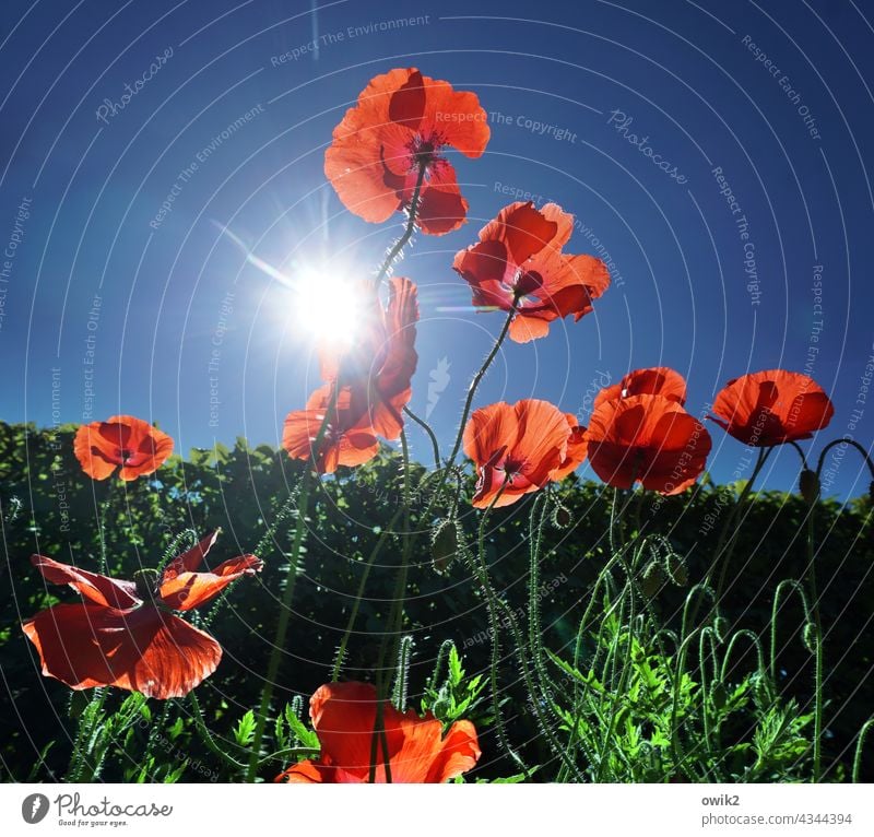 Mohnlicht Blühend Mohnblüte draußen Natur Außenaufnahme Flora knallrot Sommer Farbfoto Blüte Wachstum lebendig bewegen Leichtigkeit Detailaufnahme Nahaufnahme