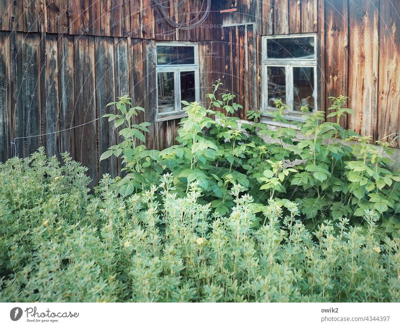 Vorgarten Holzhütte Wand Fassade Fenster Ecke rustikal Haus einfach Architektur verlassen Holzhaus Detailaufnahme Außenaufnahme Hütte Pflanze Sträucher Idylle