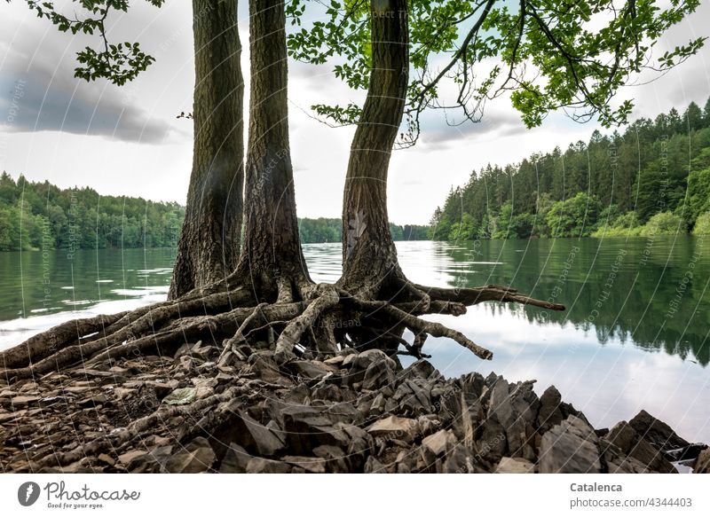 Wurzeln der Buchen am Seeufer Natur Wasserstand Talsperre Pflanze Baum Blätter Ufer Überschwemmung Hochwasser Wald Spiegelung Reflexion Himmel Wolken Pegelstand