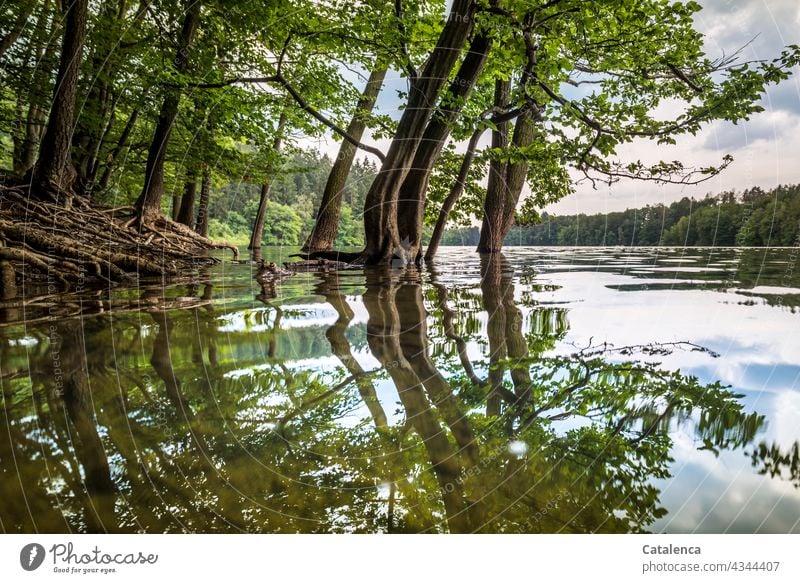 Wasserstand einer Talsperre Natur See Pflanze Baum Buche Blätter Ufer Überschwemmung Hochwasser Wald Spiegelung Reflexion Wurzeln Himmel Wolken Pegelstand Tag