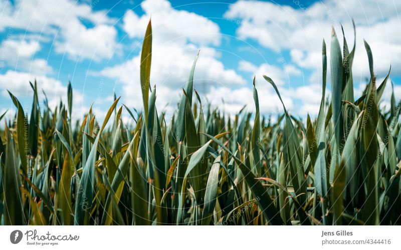 Grünes Gras - Blauer Himmel - Wolken grün blau wolkig Feld Sommer Frühling Natur Pflanze Graswiese Goldfelder Farbfoto