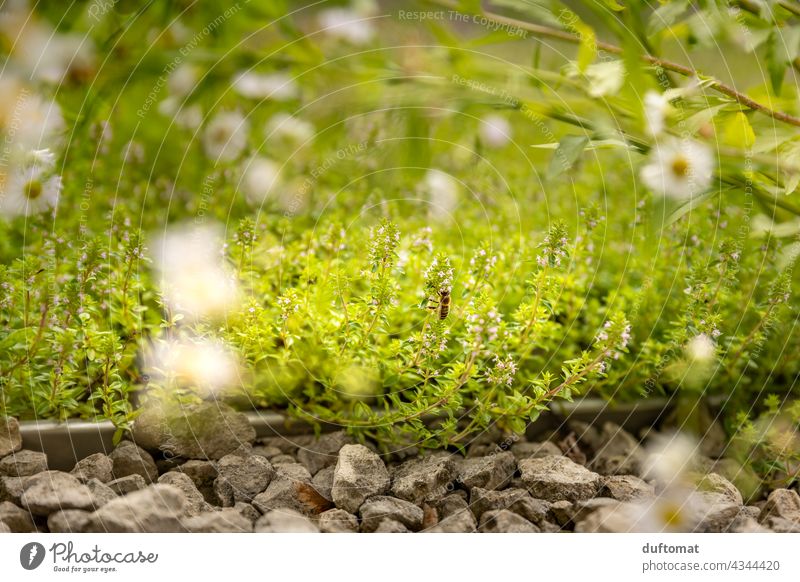 Biene beim Honig sammeln auf Thymian Blüte Natur Bienen natürlich Insekt Insekten Tier Makroaufnahme Nahaufnahme Flügel tiere Tiere in der Wildnis Pollen