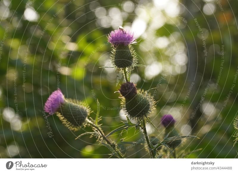 Distel Pflanze mit jungen Blüten oder Knospen im warmen Licht der tief stehenden Sonne, Cirsium kratzdistel Cirsium flodmanii stachelig Farbfoto grün