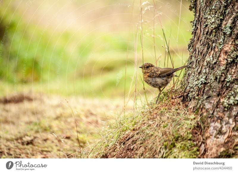 Scottish redbreast Ferien & Urlaub & Reisen wandern Natur Pflanze Tier Frühling Sommer Herbst Baum Gras Moos Grünpflanze Wildtier Vogel 1 braun gelb grün orange