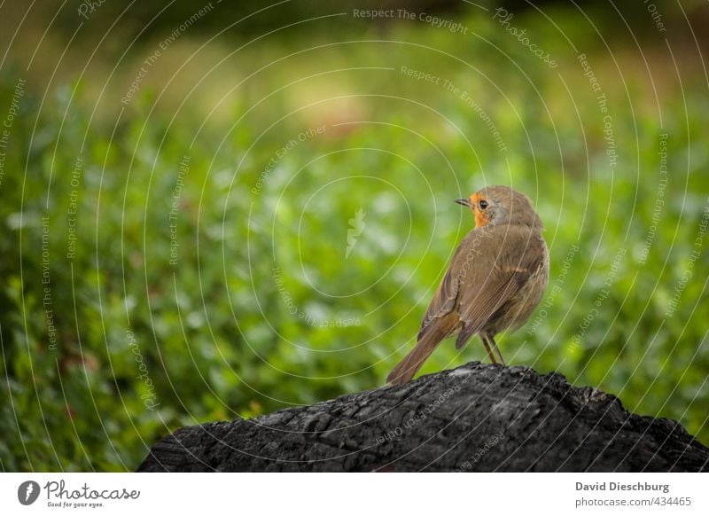 Scottish redbreast II Natur Frühling Sommer Schönes Wetter Pflanze Gras Grünpflanze Wiese Tier Wildtier Vogel Flügel 1 braun gelb grün orange schwarz