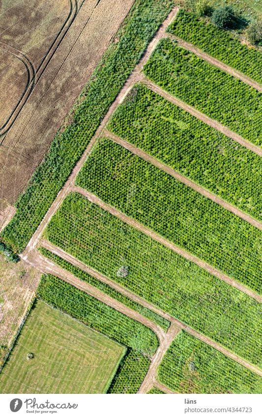 zwischenräume l in der Landschaft Landschaft - Natur Wege & Pfade Struktur struktur Baum Büsche Strukturen & Formen Menschenleer Vogelperspektive Drohnenansicht