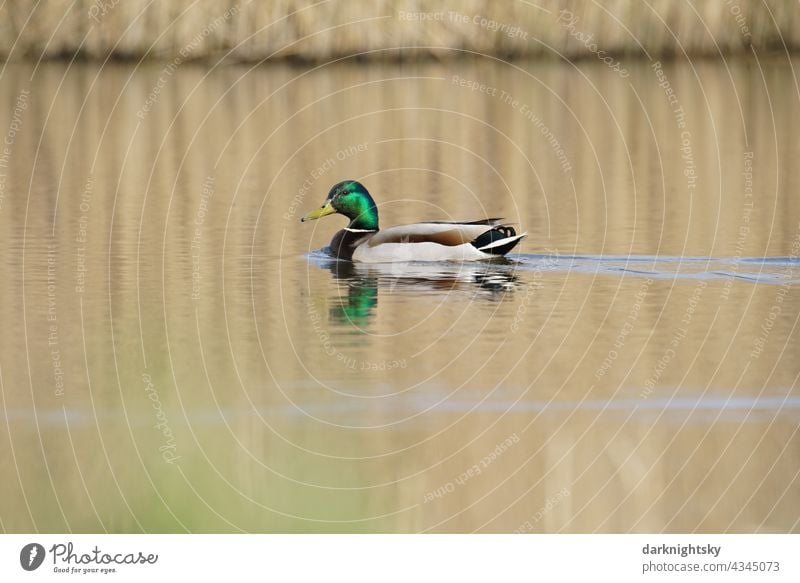 Männliche einzelne Ente (Erpel), Anas platyrhynchos, auf einem stillen See im Sonnenlicht mit Schilfrohr Avifauna männlicher Anatidae Entenvögel Wildtier