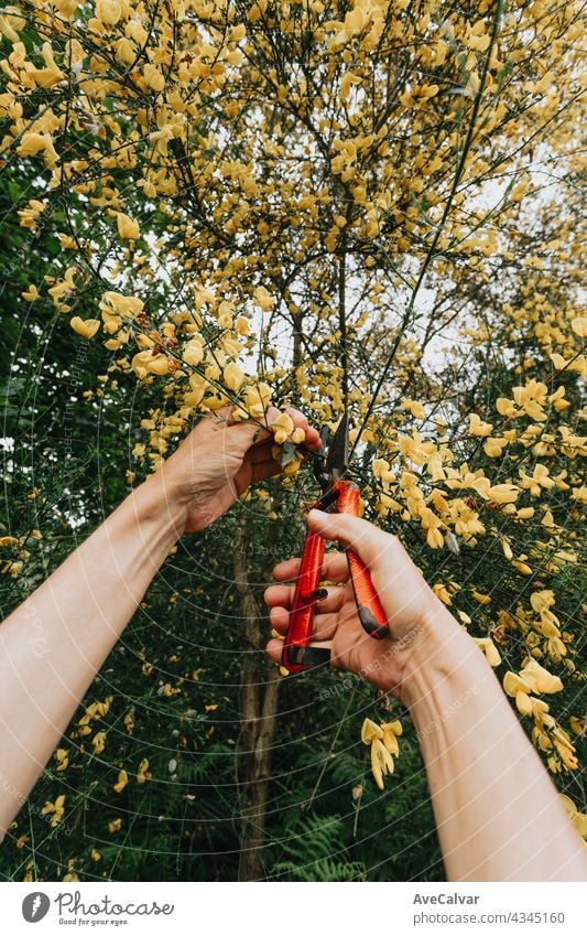 Gartenarbeit Konzept - Gärtner in sonnigen Garten pflanzen rote Rosen. Senior Frau 80 Jahre alt arbeiten im Garten Großmutter Person älter