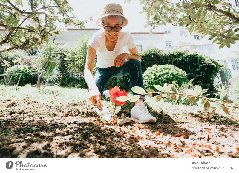 Gartenarbeit und Menschen Konzept - glückliche ältere Frau Pflanzung Blumen im Sommer Garten Großmutter Person in den Ruhestand getreten Senior reif Rentnerin