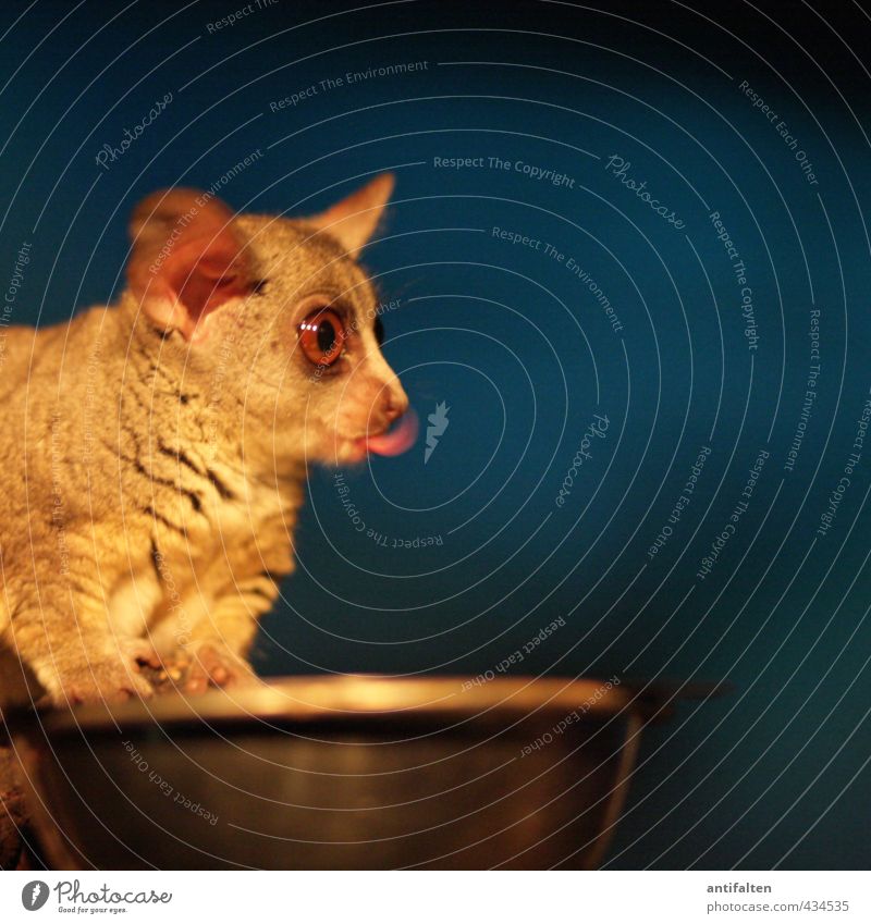 Galago Tier Wildtier Tiergesicht Fell Krallen Zoo Nachttier Auge Zunge Ohr 1 Schalen & Schüsseln Fressnapf Metall Stahl beobachten Essen außergewöhnlich dunkel