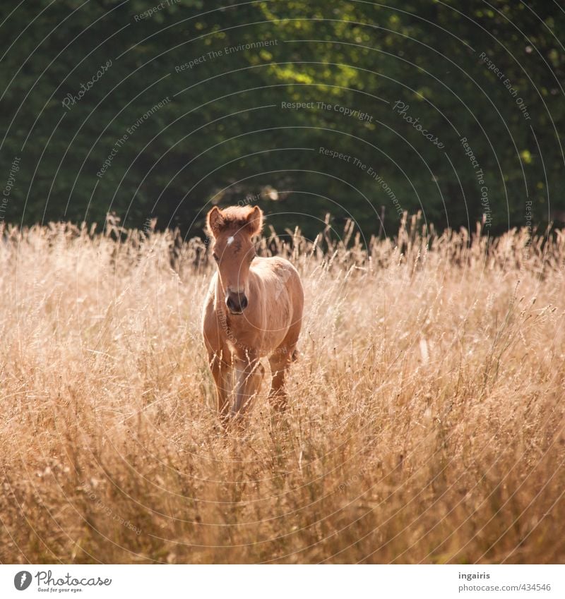 Fohlenweide Natur Landschaft Sommer Pflanze Gras Wiese Feld Weide Tier Haustier Pferd Island Ponys 1 Tierjunges beobachten stehen Wachstum warten frei