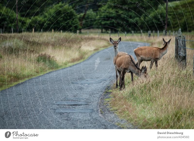 Wann kommt der nächste Bus? Natur Frühling Sommer Herbst Pflanze Gras Verkehr Straßenverkehr Tiergesicht Fell 3 Herde blau braun gelb grün Wildwechsel Reh