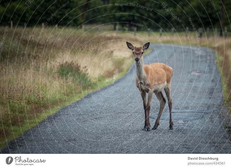 WHW-Wanderer Ferien & Urlaub & Reisen wandern Natur Herbst Pflanze Gras Moos Verkehrswege Wildtier 1 Tier blau braun gelb grau grün bedrohlich Reh Schottland