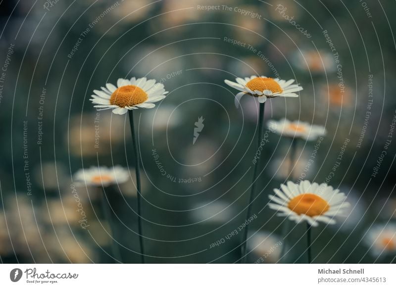 Einfach ein paar Margeriten ... margeriten Margeritenwiese Blüten Blumen gelb-weiss weiß-gelb Frühling Blühend natürlich schön nach oben nach oben streben