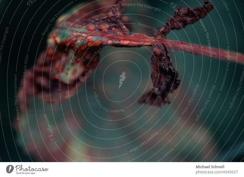 Verwelkendes Blatt verwelken Vergänglichkeit vergänglich Natur Pflanze Farbfoto Schwache Tiefenschärfe Makroaufnahme Wandel & Veränderung Detailaufnahme vorüber