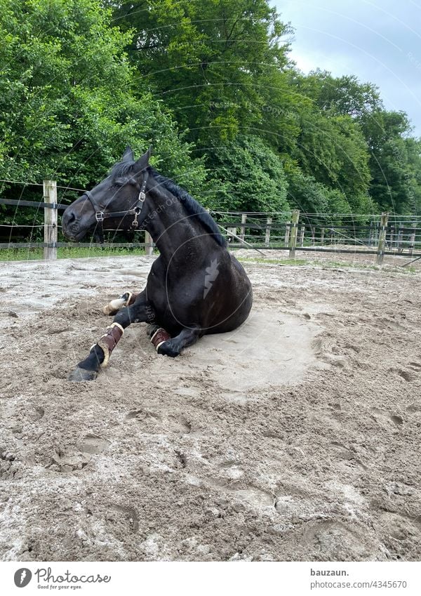 auf in die neue woche. Pferd Sand paddock Tier Außenaufnahme Farbfoto 1 Tag Tierporträt Menschenleer wälzen Natur Tiergesicht braun Mähne Pferdekopf