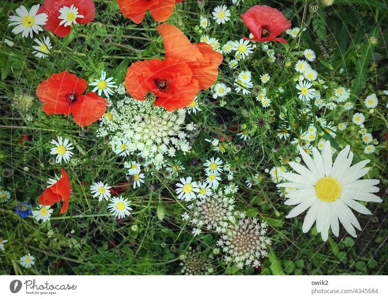 Naturalien Wiese Blume Pflanze Mohn Wiesenblume Blühend Wachstum natürlich rot grün weiß mehrfarbig Umwelt Lebensfreude Außenaufnahme Farbfoto Menschenleer Tag