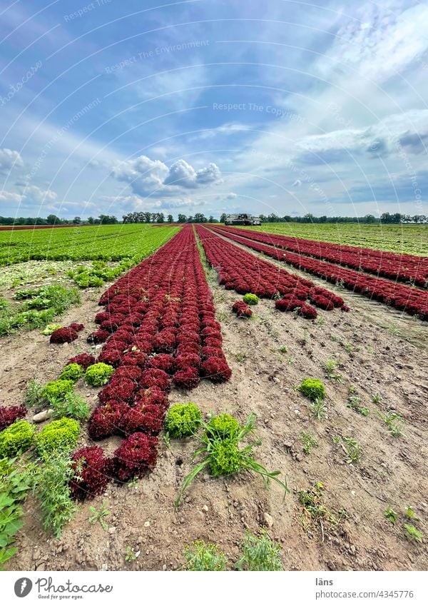 Salatanbau Nahrungsmittel Landwirtschaft Lebensmittel grün Feld Vegetarische Ernährung Pflanze frisch Gesunde Ernährung Gemüse Farbfoto Nutzpflanze wachsen