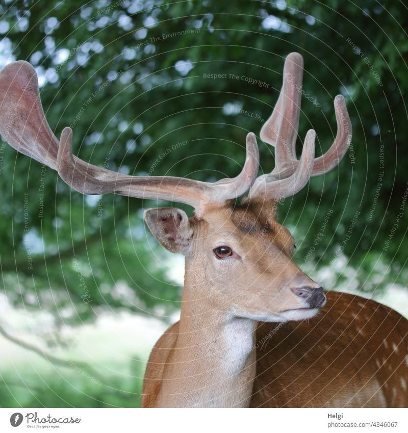 der Boss -  Damhirsch in einem Wildgehege Tier Hirsch Damwild Tierporträt Kopf Geweih Schaufelgeweih Nahaufnahme Fell geflecktes Sommerfell Natur Wildtier