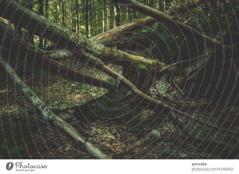 zwischenräume | kletterpark Wald Bannwald Tobel Schlucht Bäume Baumstamm wild umgestürzt naturbelassen Natur Wildnis düster Fäulnis Leben Holz Landschaft