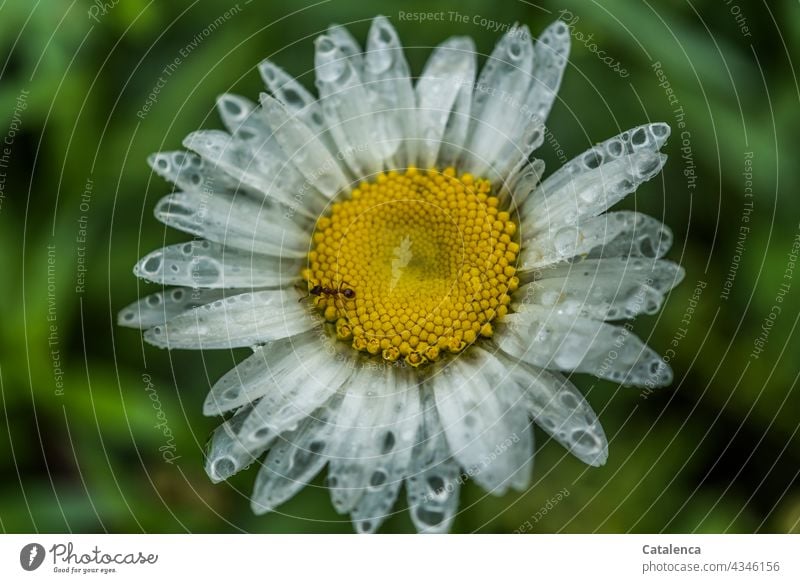 Nach tagelangem Regen erscheinen die Blütenblätter der Margarete immer transparenter Gelb Grün Weiß Tageslicht verblühen duften Wiesenblume Margarite Blume Tier