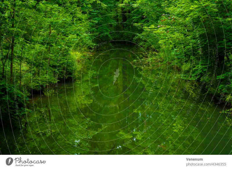 Breiter Fluss in einem Laubwald im Sommer, Wasserreflexionen auf der Wasseroberfläche Flüsse Wald Wälder Ast Niederlassungen grüne Lunge Blatt Blätter Gras