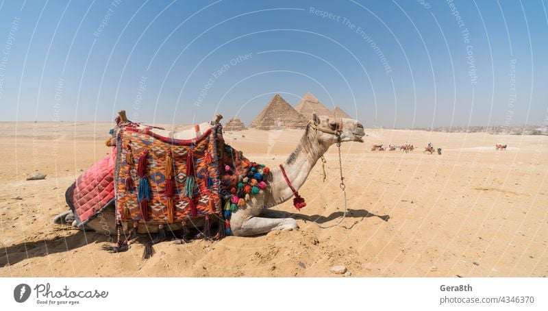 Kamelkopf vor dem Hintergrund der Cheops-Pyramide in Gizeh Ägypten Afrika cheops Cheops Pyramide Ägypter antik Tier Architektur authentisch Gebäude Kairo Camel