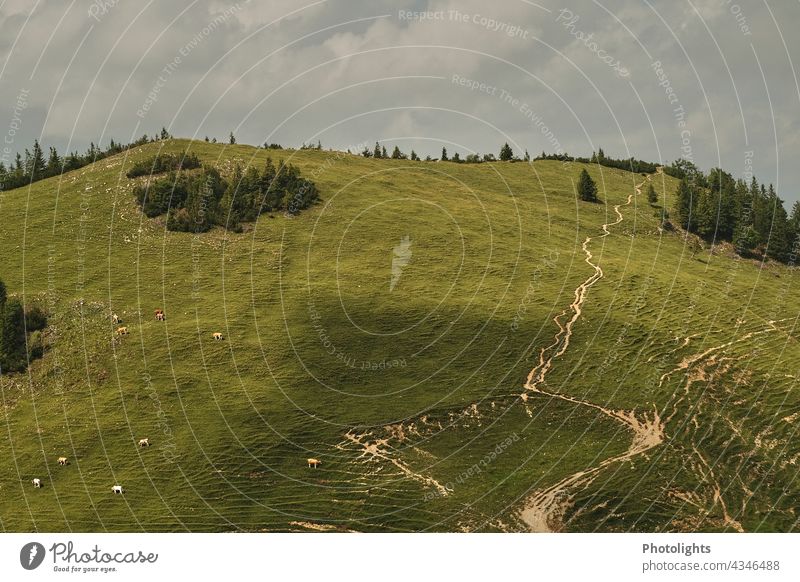 Wege und Pfade im Gebirge Rinder Berge Wege & Pfade Berge u. Gebirge Wiese Wolken wandern Alpen Natur Farbfoto Außenaufnahme Felsen Landschaft Tag Hügel Gipfel