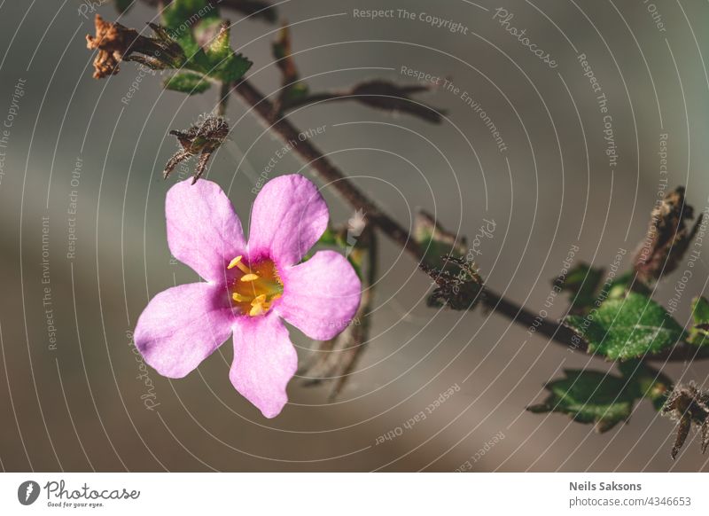 lila Blume mit fünf Blütenblättern auf dem Zweig. Einige unbekannte Blume im Wald in Lettland. grau unscharfen Hintergrund. bezaubernd schön Schönheit Blütezeit