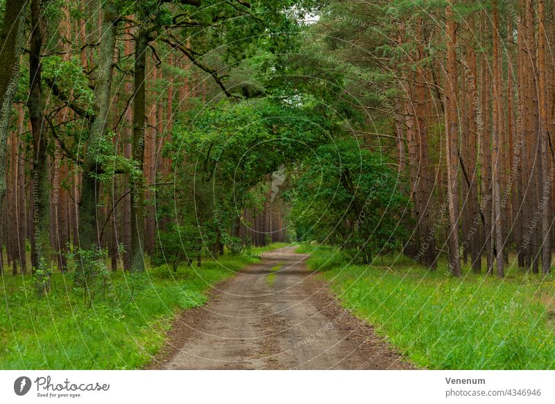 Sandiger Waldweg in einem Kiefernwald, vereinzelte Eichen am Wegesrand Schneise Wälder Baum Bäume Gras Ast Niederlassungen Natur Holzfällerei Holzwirtschaft