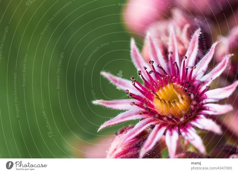 Blüte der Sempervivum. Oder einfach eine Sukkulente die gemeinhin als Hauswurz bezeichnet wird. Sukkulenten Makroaufnahme Pflanze Wachstum Blatt Heilpflanze