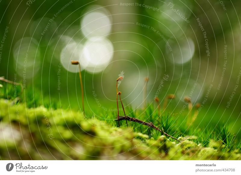 Moos Umwelt Natur Pflanze Sommer Blüte Grünpflanze Wildpflanze dünn authentisch frisch lang natürlich wild weich grün Farbfoto mehrfarbig Außenaufnahme