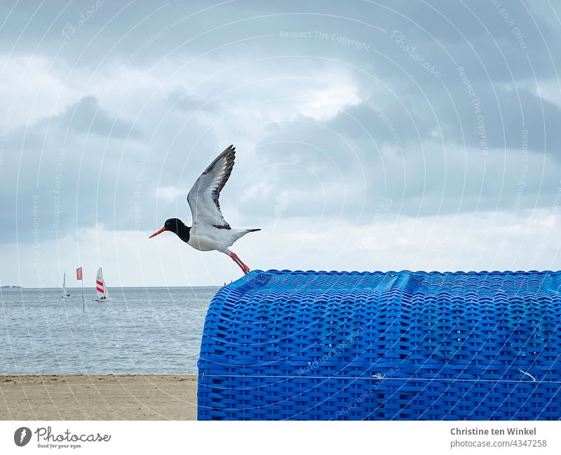 Austernfischer startet von einem blauen Strandkorb am Nordseestrand Fliegen starten abheben Nordseeinsel Wasser Meer Wolken Absprung Ferien & Urlaub & Reisen